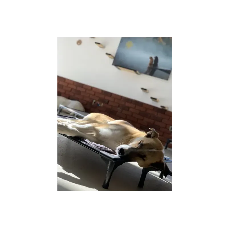 DOG BED XL 112Cm X 80 Cm